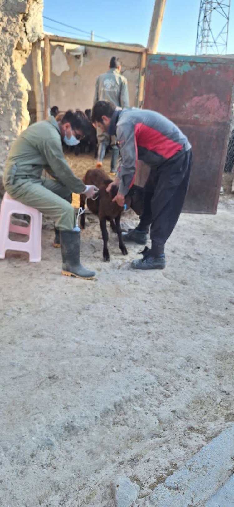 واکسیناسیون ۴۰۰ رأس دام سبک علیه تب‌مالت در ماهنشان