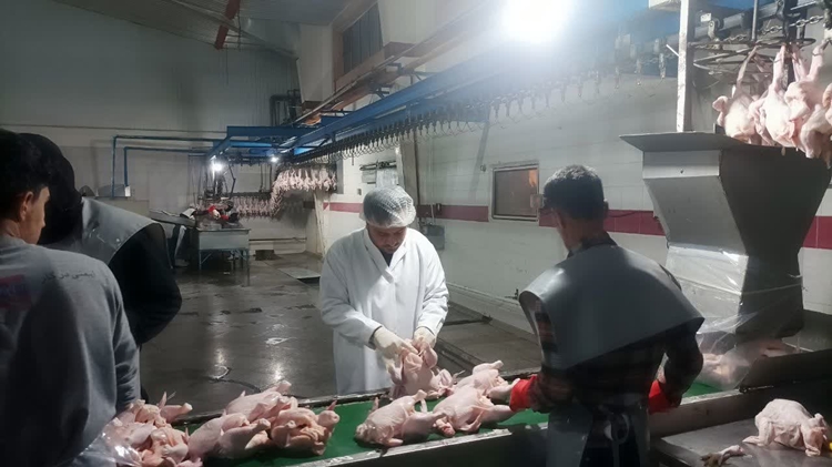 بازدید شبانه دامپزشکی از کشتارگاه صنعتی طیور آندیا در شهرستان سلطانیه