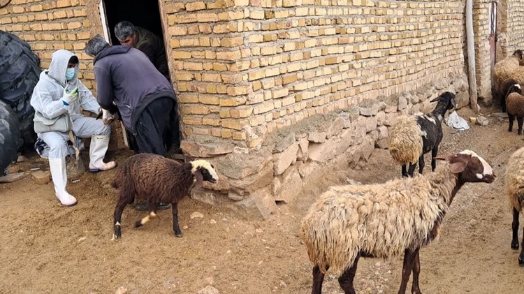 واکسیناسیون ۷ هزار رأس دام سبک در روستاهای شهرستان خدابنده